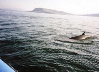 Minke whales